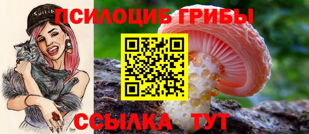 Галлюциногенные грибы мицелий  купить   Псилоцибиновые грибы GOLDEN TEACHER  Отрадный  Вход с VPN 